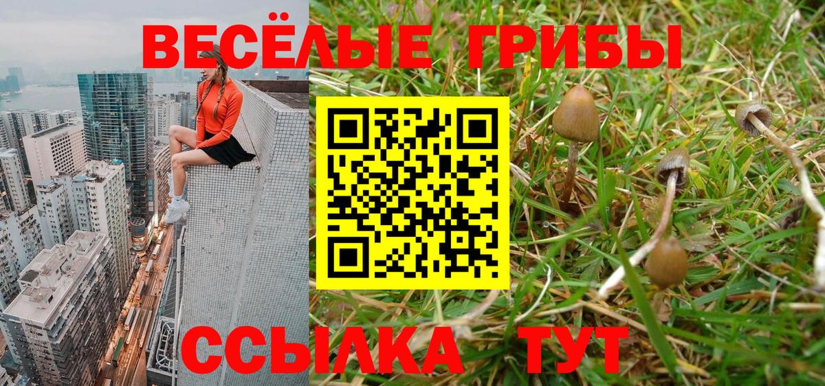 Александров  Галлюциногенные грибы прущие грибы  купить наркотики сайты  Псилоцибиновые грибы Magic Shrooms  Вход с VPN 